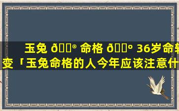 玉兔 💮 命格 🐺 36岁命转变「玉兔命格的人今年应该注意什么」